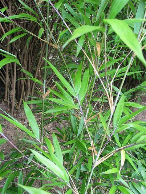 mazz.) yi)是禾本科,玉山竹属竹类植物.