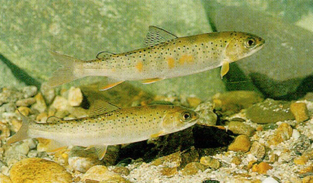  p>细鳞鲑(学名: i>brachymystax lenok /i>)是鲑科,细鳞鱼属鱼类.