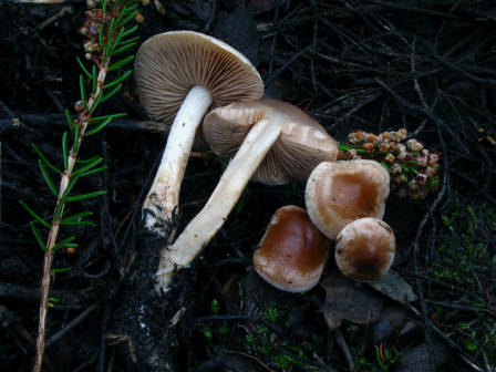 活力粘滑菇_百度百科
