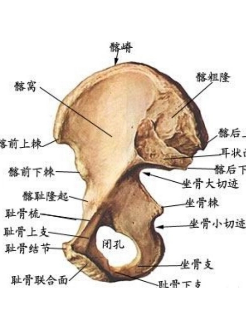 髂后上棘
