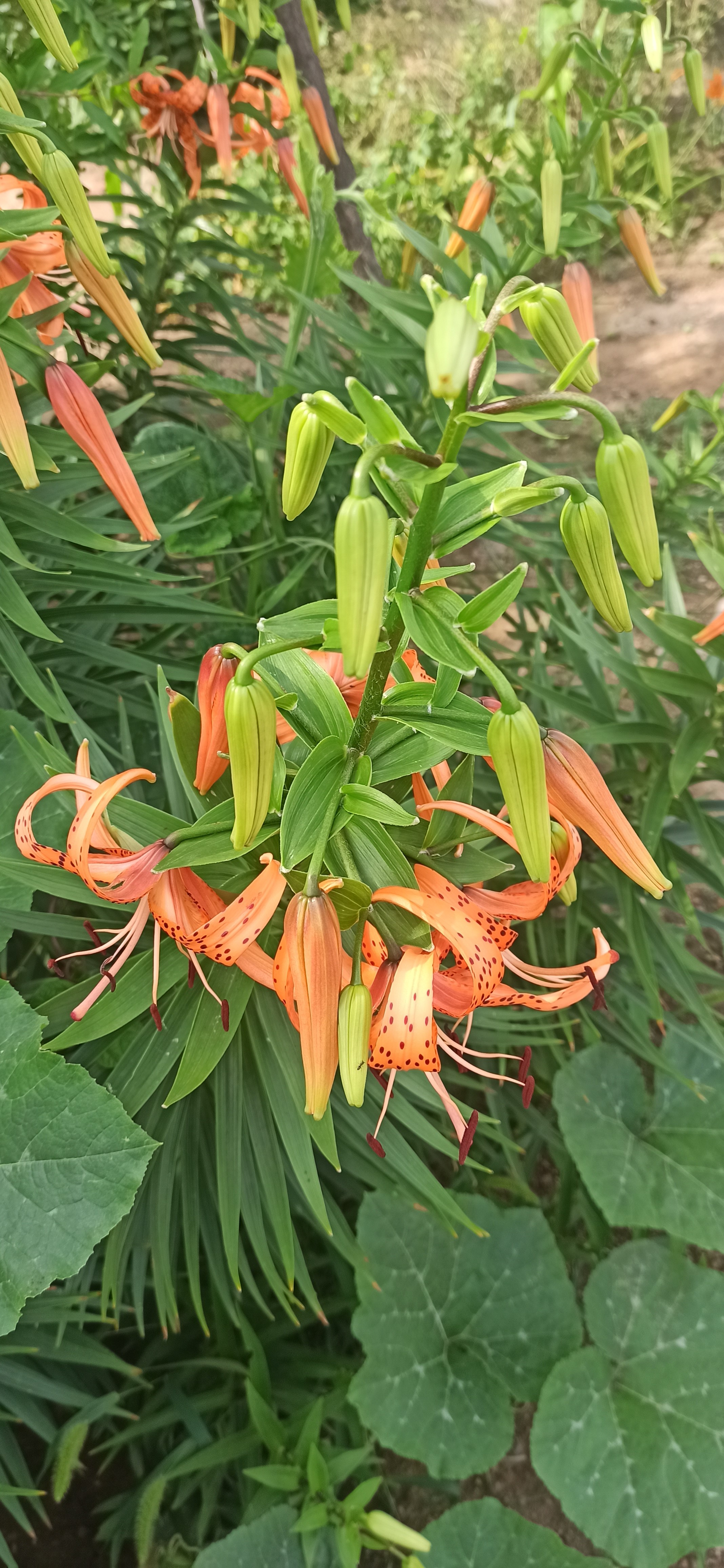 卷丹百合