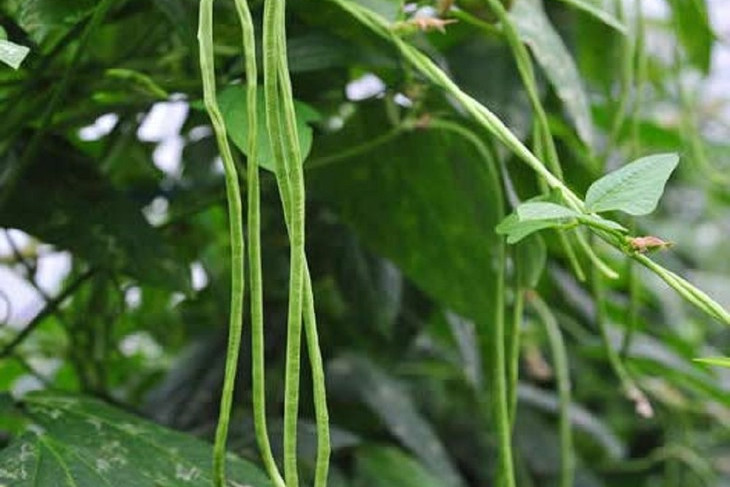 天马三尺绿豇豆