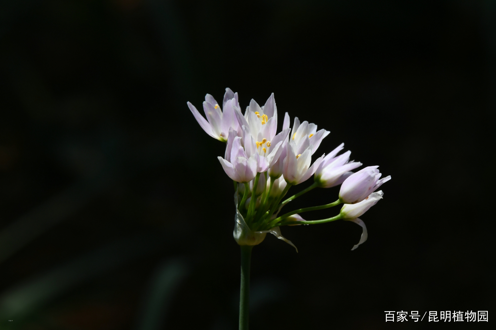 葱属植物专题展｜云赏花“山有花葱初长成”_百科TA说
