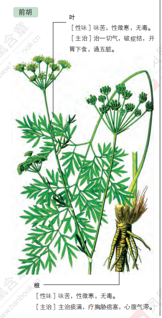 前胡（伞形科前胡属植物）_百度百科