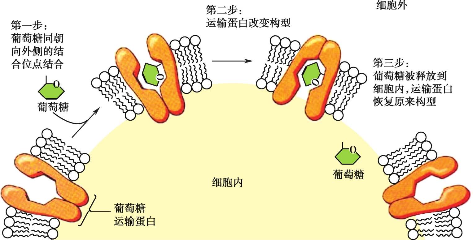 促进扩散