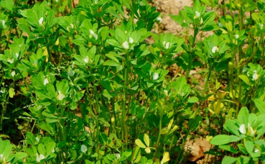 胡卢巴（豆科胡卢巴属植物）_百度百科