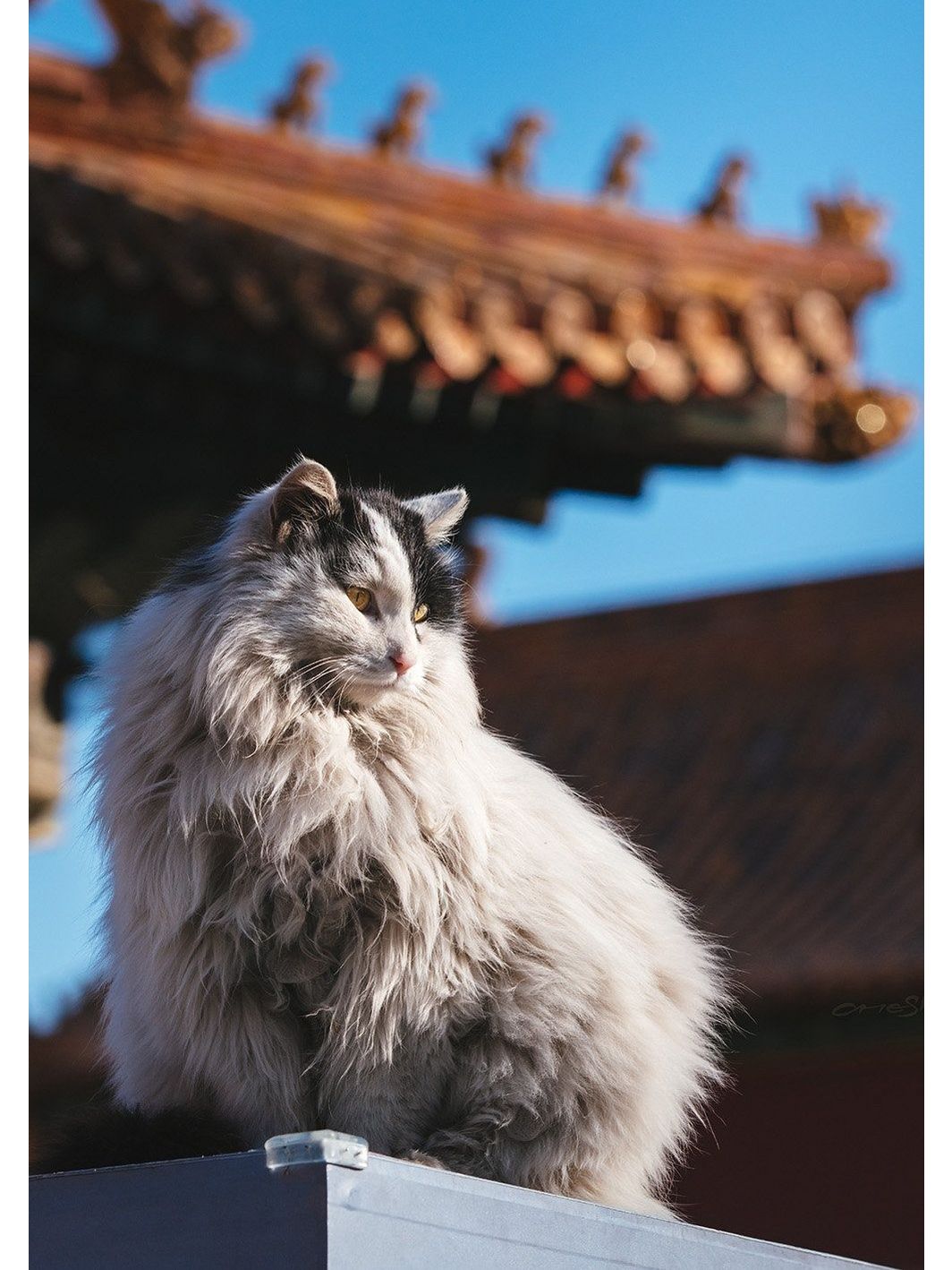 故宫猫