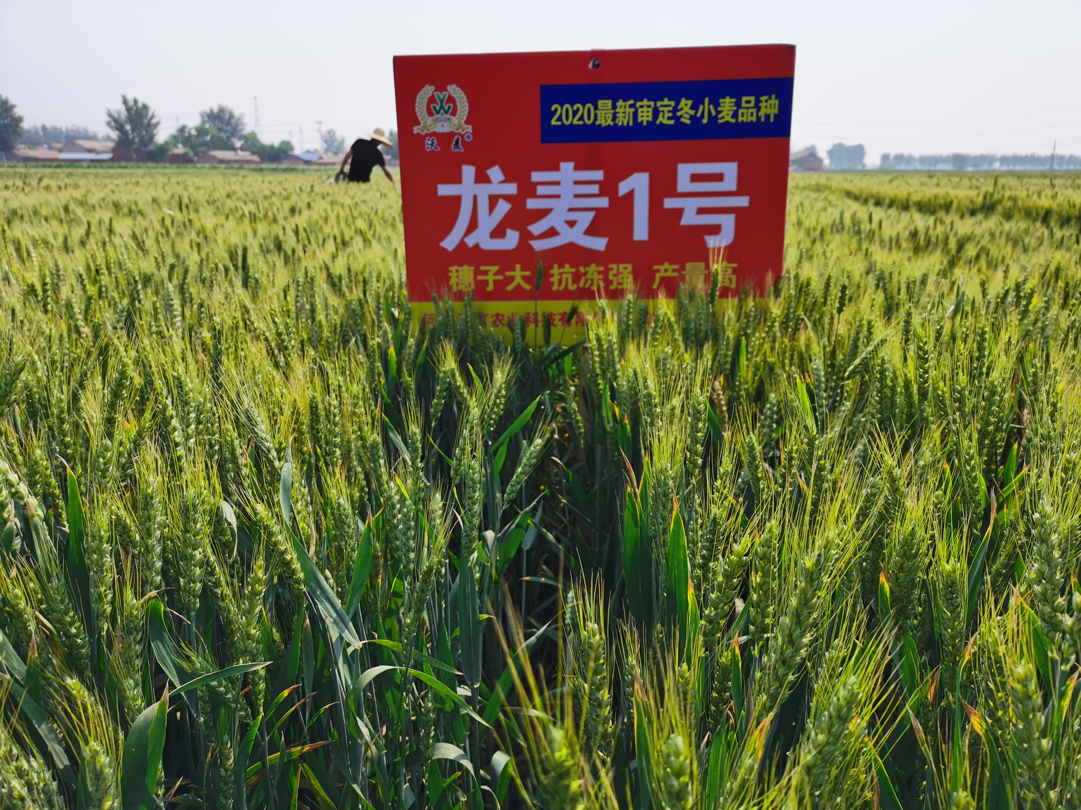 龙麦1号是小麦品种. 审定编号是晋审麦20190012.