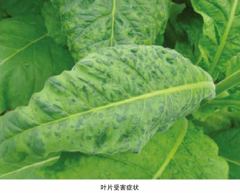 烟草普通花叶病毒病