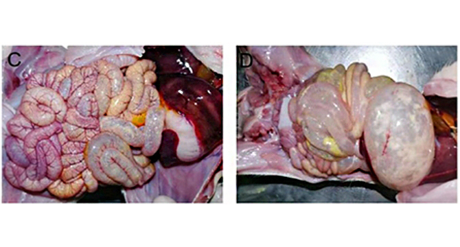 epidemic diarrhea virus,简称pedv)引起的一种猪的高度接触性肠道