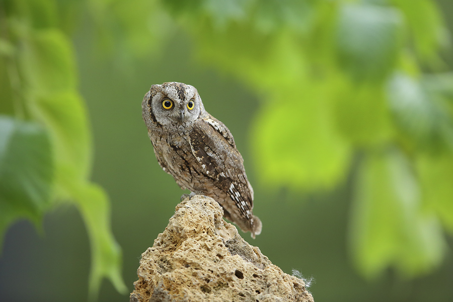 eurasian scops-owl