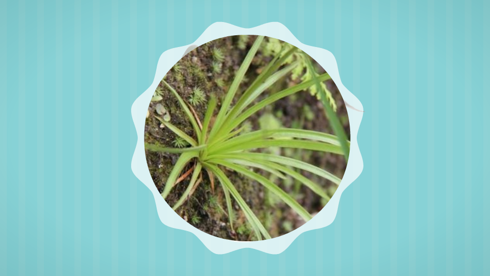 粉条儿菜:多年生草本植物