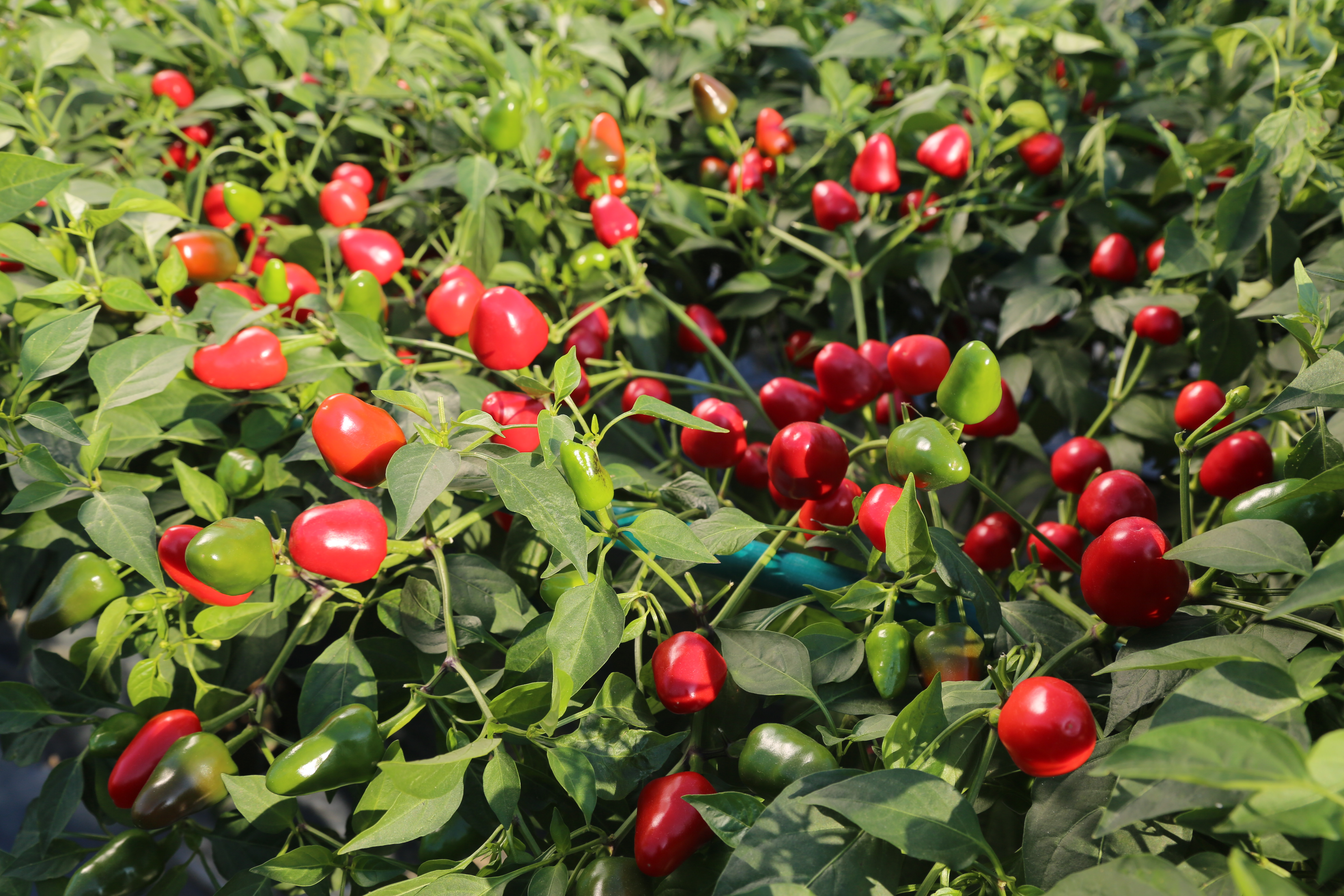 e7l5yrc">珍珠椒是茄科 a target="_blank" href="/item/辣椒/48496"