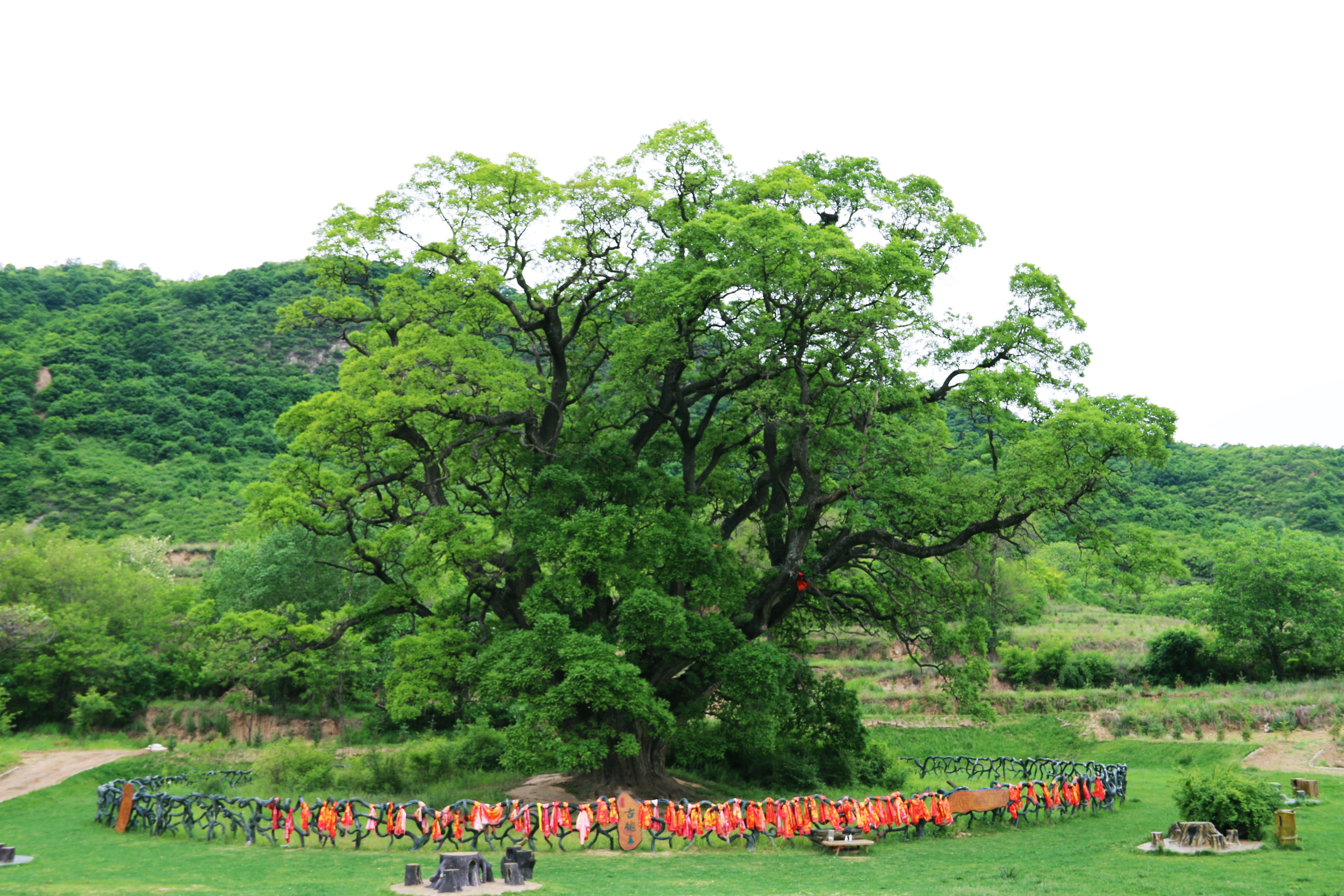  p>华夏古槐王位于甘肃省崇信县锦屏镇的 a target="_blank" href="