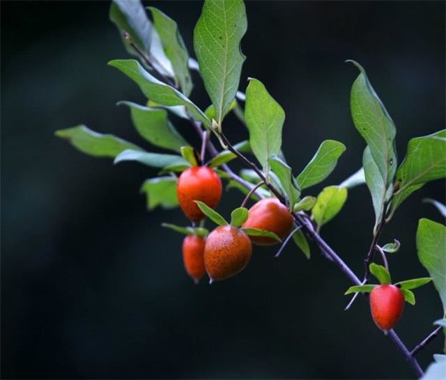 栾川野柿无性系3号