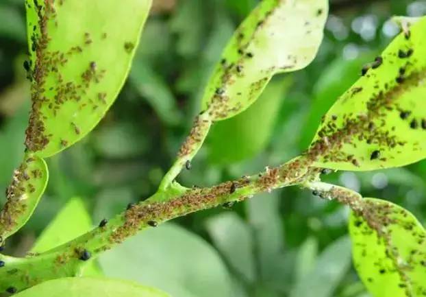  p>柑橘煤烟病又称柑橘煤污病,柑橘霉污病,柑橘煤病,是由柑橘煤炱,刺