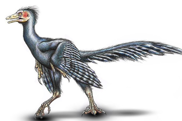 elopteryx)是一属<a target="