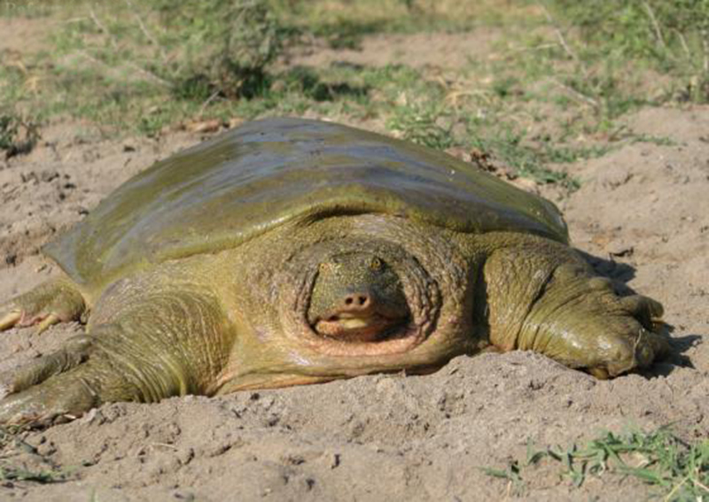  p>幼发拉底鳖(学名: i>rafetus euphraticus /i>):是鳖科,斑鳖属一种