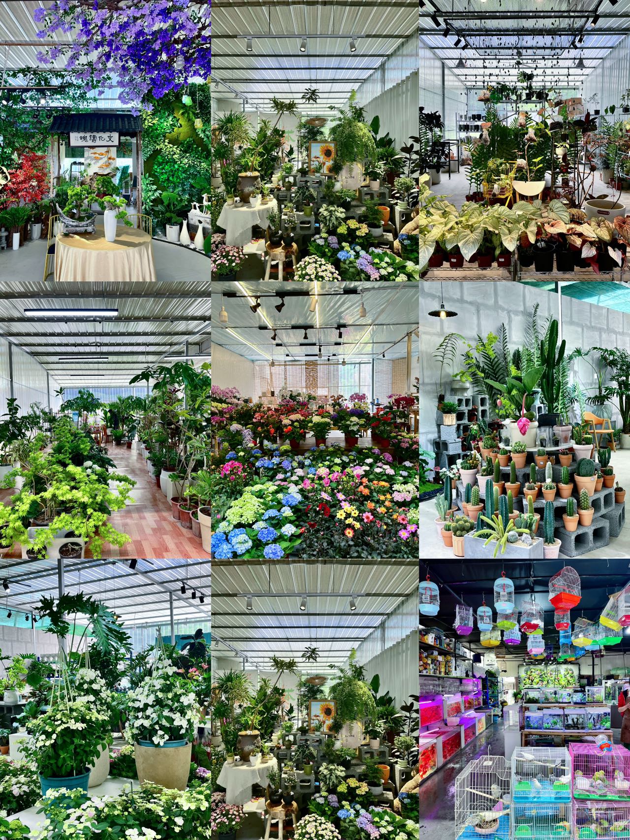  p data-id="tjoojxnmqwde">三圣花市暨成都花卉文创博览园,是根据 a