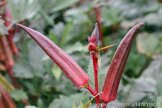  p>红秋葵,学名:hibiscus coccineus (medicus) walt,是 a href="#"