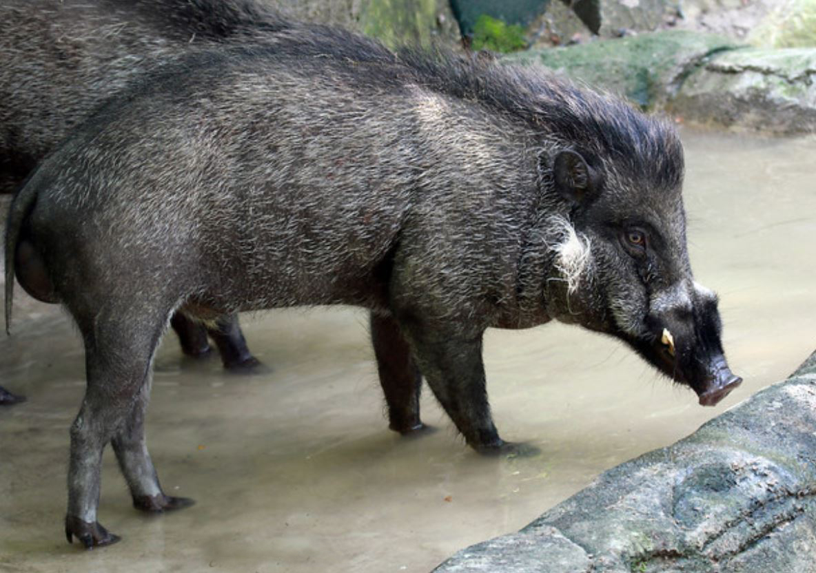  p>米沙鄢野猪(学名: i>sus cebifrons /i>):头体长约100厘米;雌性