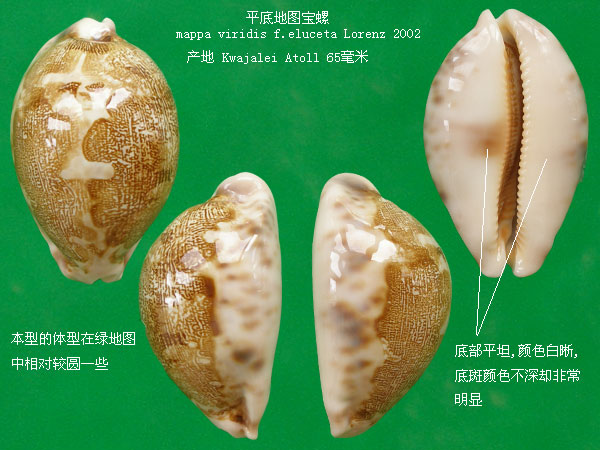  p>地理宝螺(学名:leporicypraea geographica geogra
