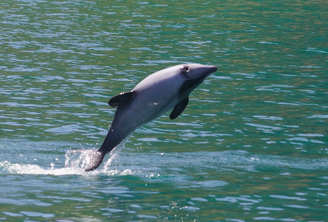 new zealand white-front dolphin
