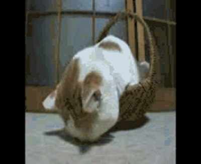  p> a target="_blank" href="/item/猫叔">猫叔 /a>(2002年3月8日