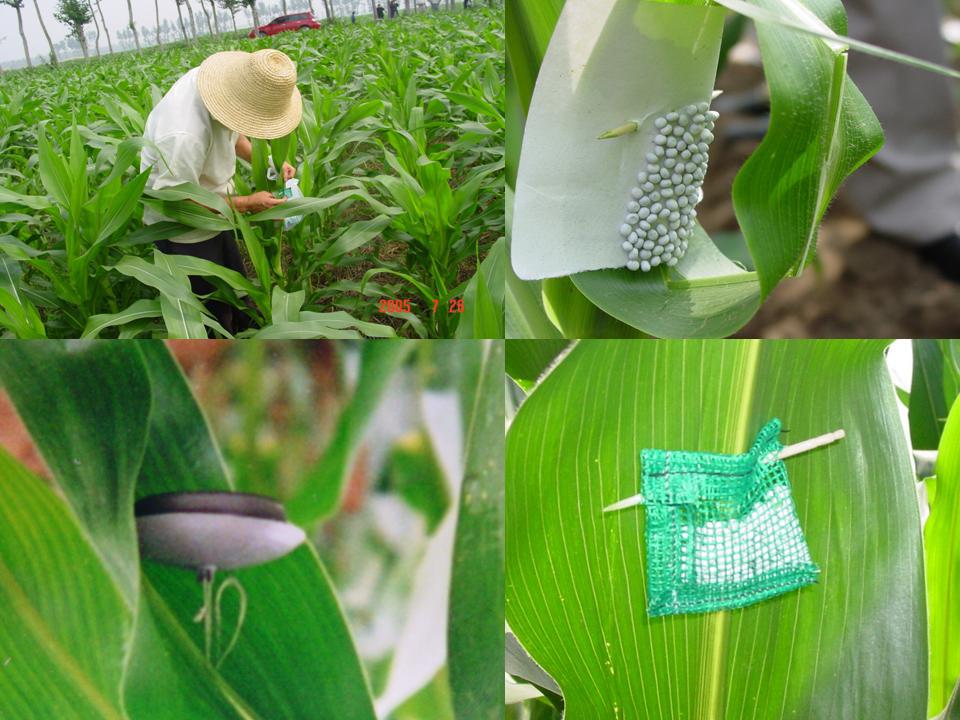 ="5613416">复眼 /a>都是红色的,属于膜翅目赤眼蜂科的一种寄生性昆虫