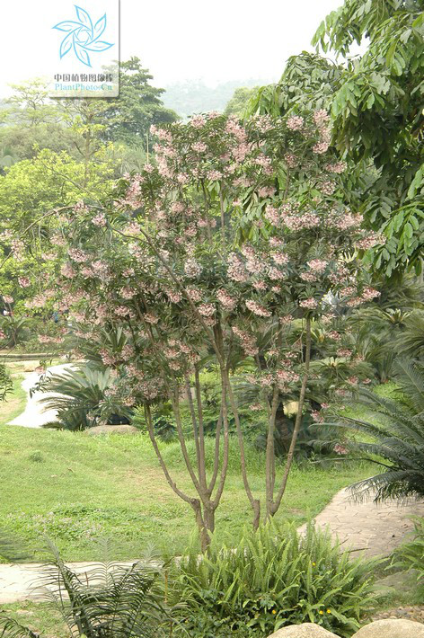 是这个类群里具有较高观赏价值的一种,也是著名的药用植物.