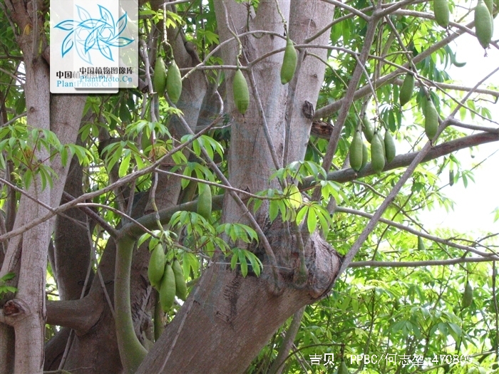 p>吉贝(学名 i>:ceiba pentandra /i> (l.) gaertn.