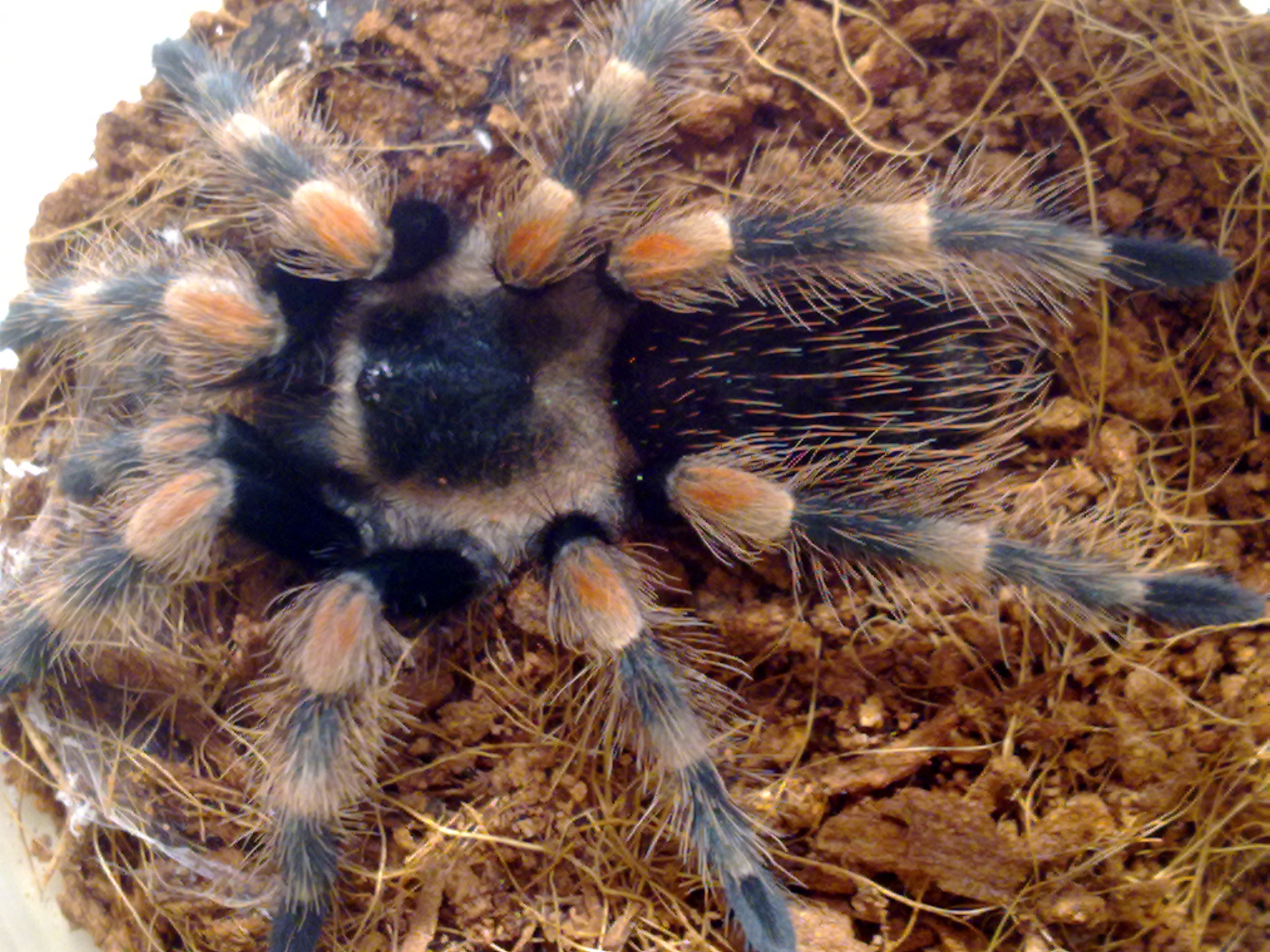  p>墨西哥血脚,英文名mexican bloodleg tarantula,拉丁学名