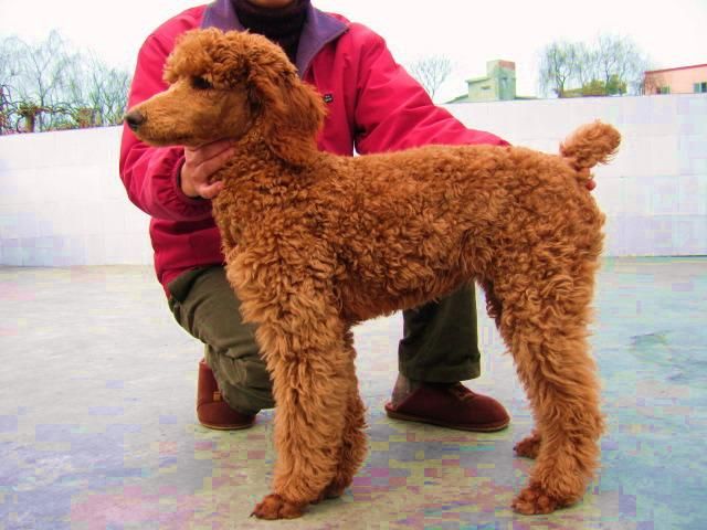 "卷毛狗",在德语中,pudel是"水花飞溅"的意思,是犬亚科犬属的一种动物