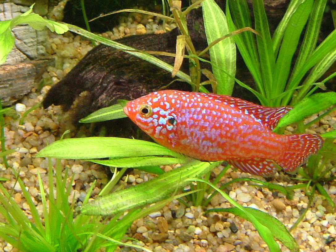  p>红宝石鱼属非三湖慈鲷类的 a href="#" data-lemmaid="571031">