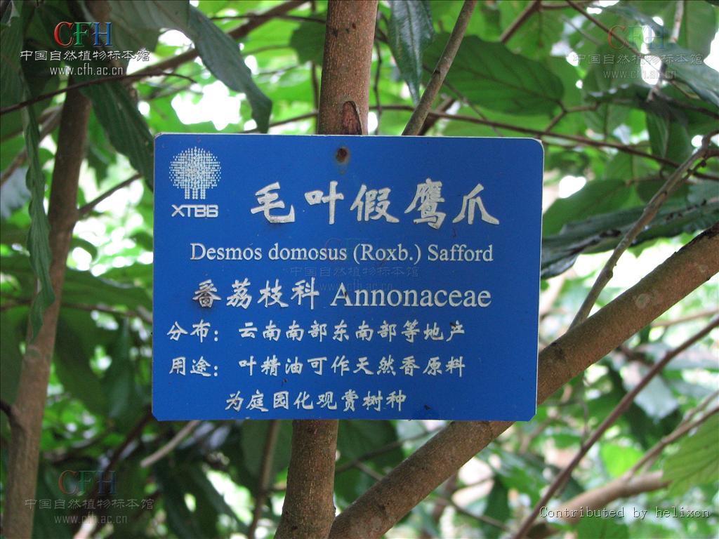 desmos dumosus (roxb.) saff.