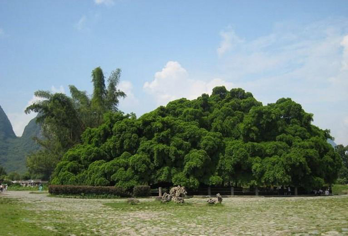 阳朔大榕树