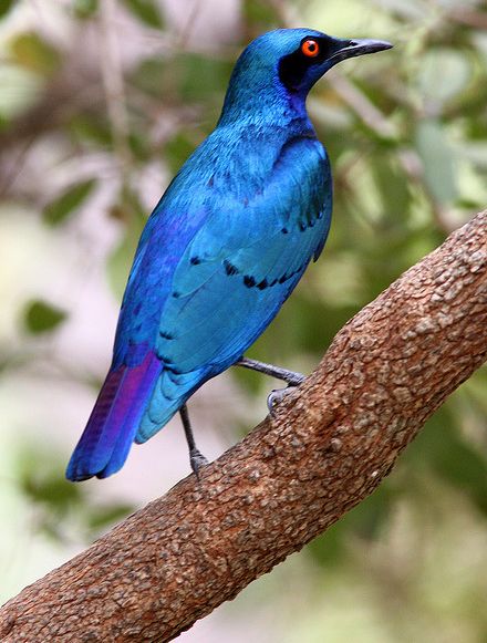 lesser blue-eared starling