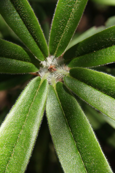  p>芒刺杜鹃(学名: i>rhododendron strigillosum /i> franch.