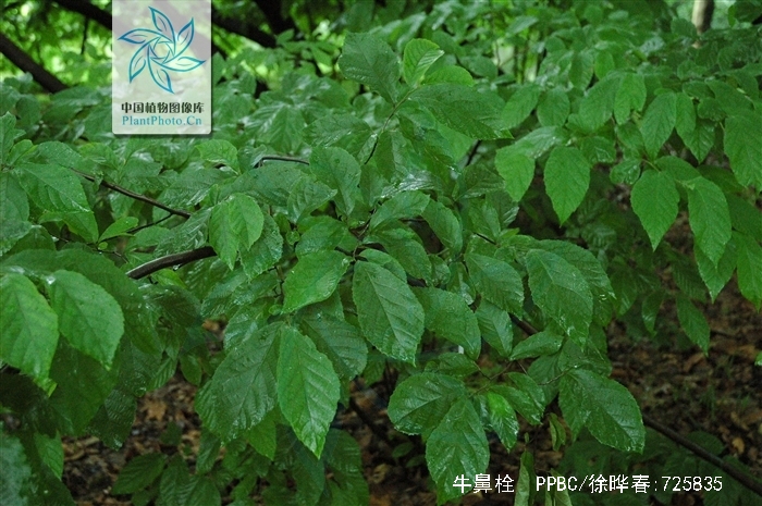 为金缕梅科植物牛鼻栓 i>fortunearia sinensis /i> rehd. et wils.
