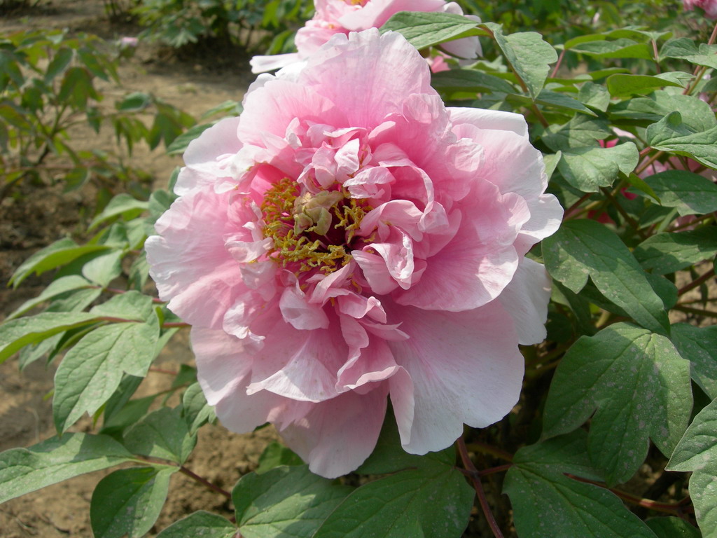 a>百花园的 a target="_blank" href="/item/芍药科">芍药科 /a>治镲