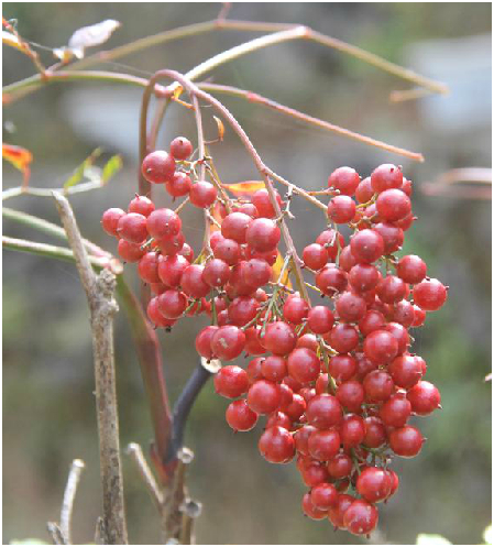 南天竹子 百度百科