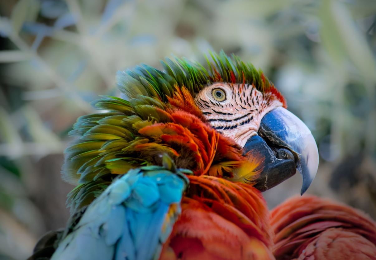  p>小丑金刚鹦鹉(harlequin   macaw):是由两种不同的 a>金刚鹦鹉 /a>