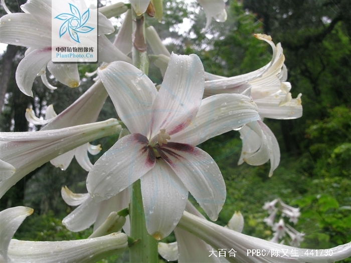  p>大百合(拉丁学名: i>cardiocrinum giganteum /i>(wall.