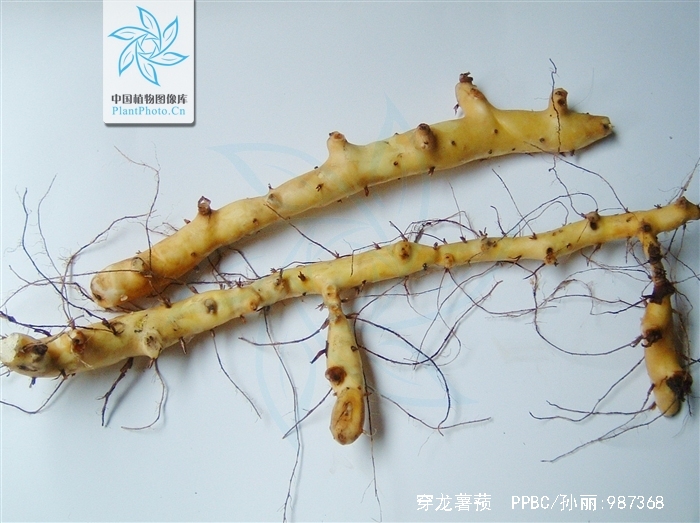 穿龙薯蓣