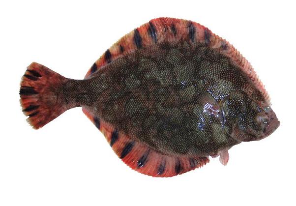  p>条斑星鲽(学名: i>verasper moseri /i>)是鲽科,星鲽属鱼类.