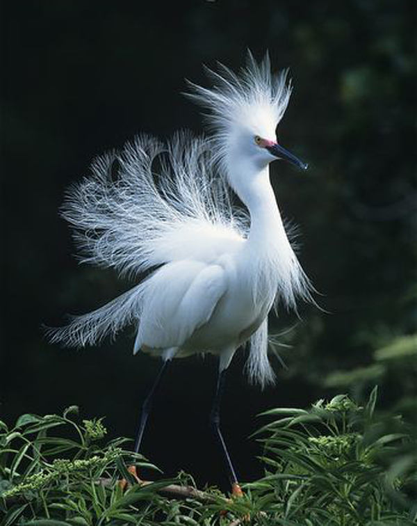  p>雪鹭(学名: i>egretta thula /i>):全身洁白的羽毛,颈背有丝状 a