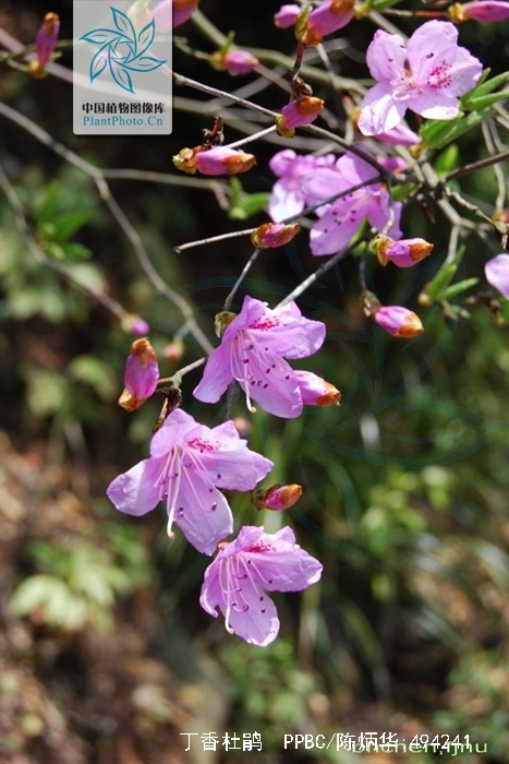  p>丁香杜鹃(学名: i>rhododendron farrerae /i> tate ex sweet)