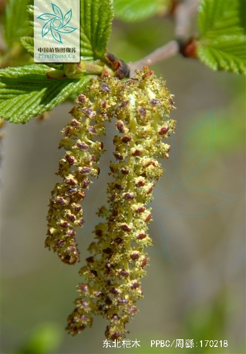  p>东北桤木,中药名.