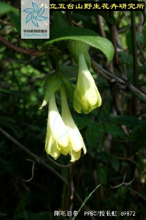  p>刚毛忍冬(学名: i>lonicera hispida /i> pall. ex roem.