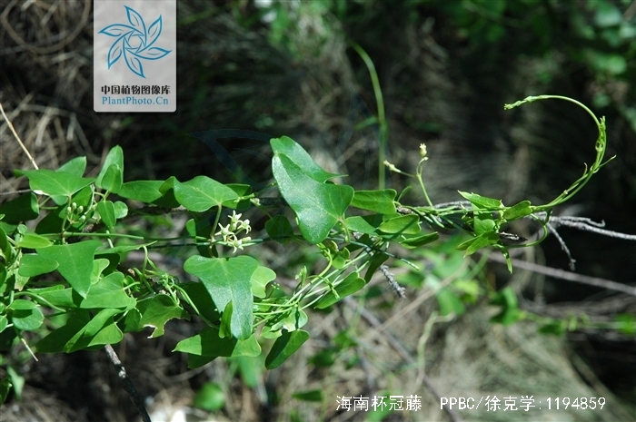  p>海南杯冠藤(学名:cyathella insulana (hance) tsiang et zhang)是